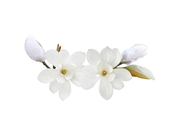 Hermosa Flor Magnolia Flor Aislada Sobre Fondo Blanco — Foto de Stock