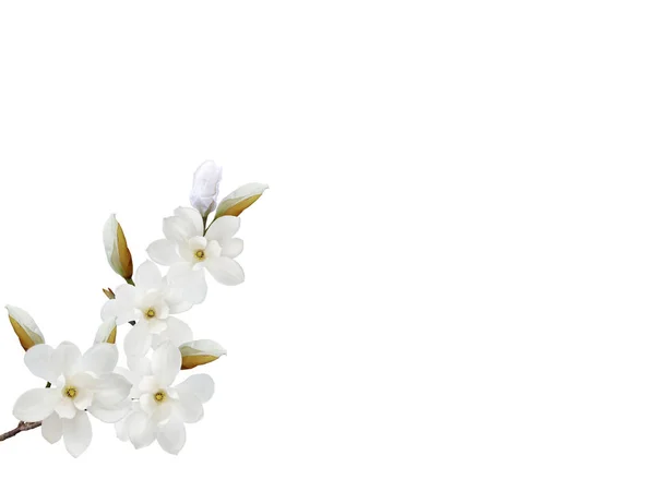 Vackra Blommande Magnolia Blomma Isolerad Vit Bakgrund — Stockfoto