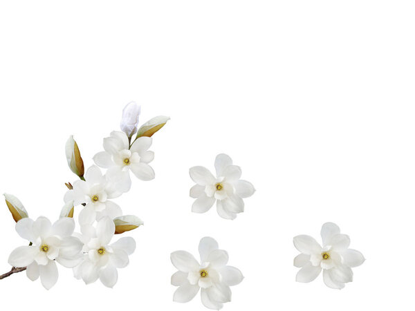 Beautiful blooming magnolia flower isolated on white background.