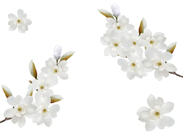 Beautiful Blooming Magnolia Flower Isolated White Background — Stock Photo, Image