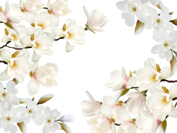 Beyaz arka plan üzerinde izole güzel çiçek açan Manolya çiçek.