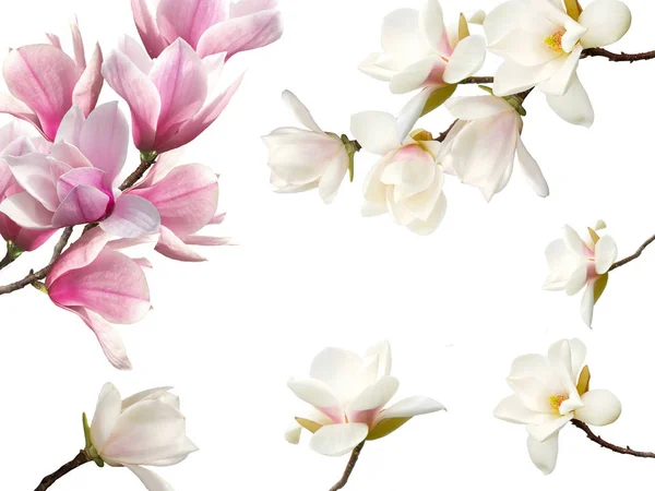 Virágzó Magnólia Virágcsokor Háttér Jogdíjmentes Stock Képek