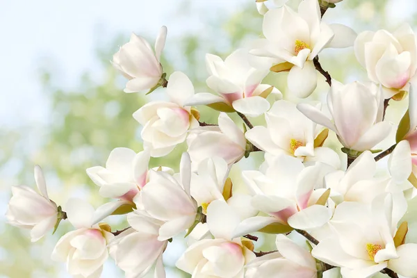 Virágzó Magnólia Virágcsokor Háttér Jogdíjmentes Stock Fotók