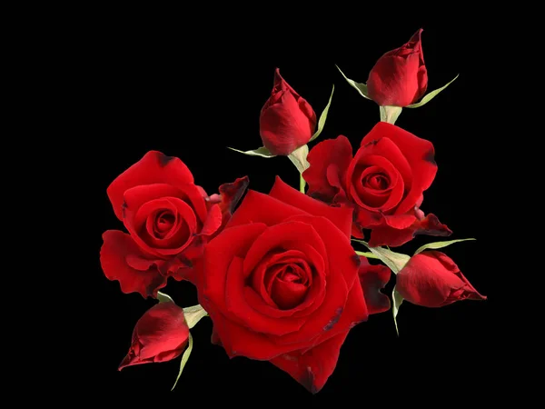 Piros Rózsa Virág Elszigetelt Fekete Háttér Stock Kép