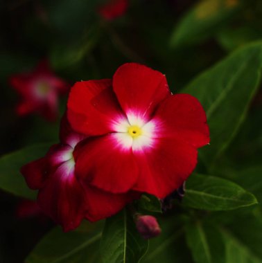 Doğada güzel bir çiçek.