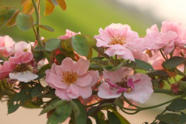 Güzel gül çiçek arka plan.