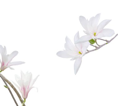 Beyaz arkaplanda izole edilmiş güzel beyaz manolya çiçekleri