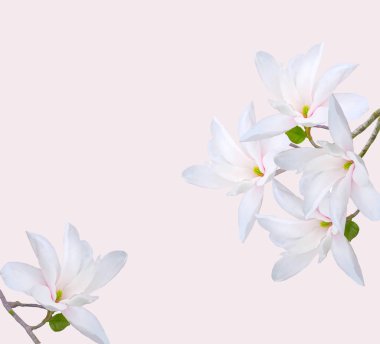 Açık pembe arkaplanda izole edilmiş güzel beyaz manolya çiçekleri