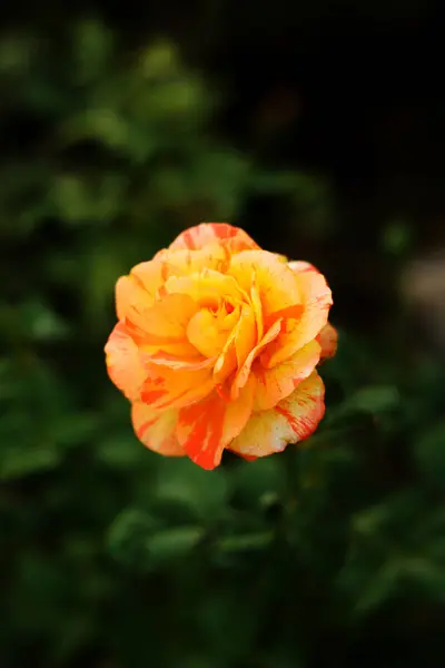 Beautiful Flower Nature — Stock Photo, Image