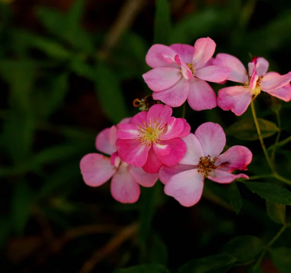Όμορφο Λουλούδι Στη Φύση — Φωτογραφία Αρχείου
