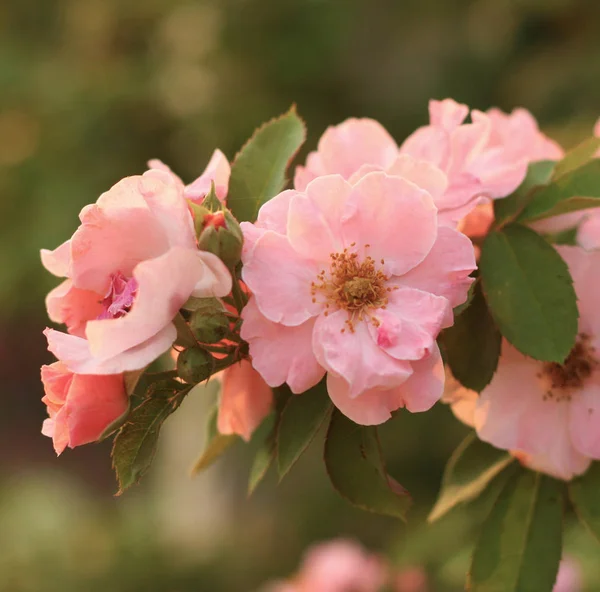 Bella Rosa Fiore Sfondo — Foto Stock