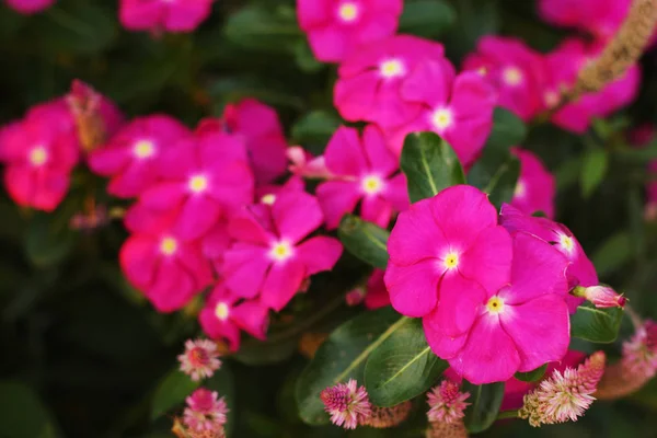 Hermosa Flor Naturaleza —  Fotos de Stock