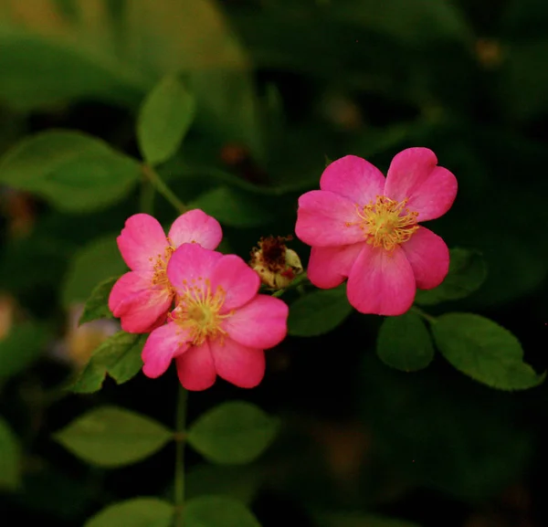 Beautiful Rose Flower Background — Stock Photo, Image