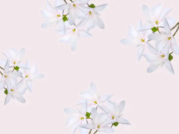 Beautiful white magnolia flowers isolated on light pink color background