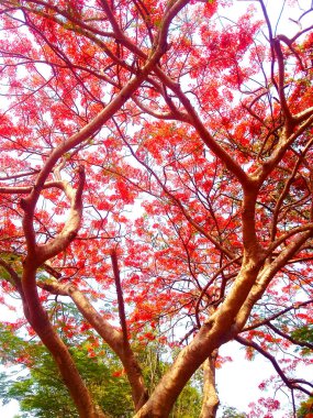 Kraliyet Poinciana çiçek ağacı arkaplanı