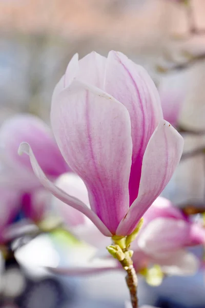 Bela Árvore Flor Magnólia Natureza — Fotografia de Stock