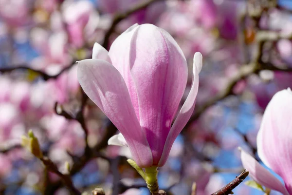 Bela Árvore Flor Magnólia Natureza — Fotografia de Stock