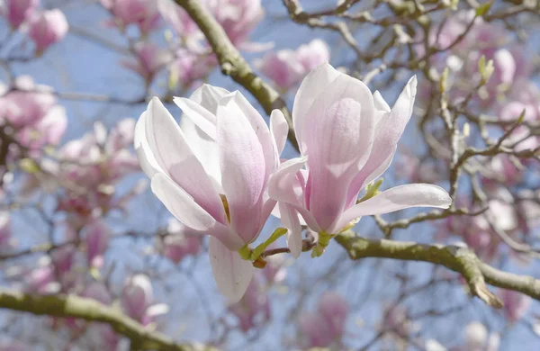 Bela Árvore Flor Magnólia Natureza — Fotografia de Stock