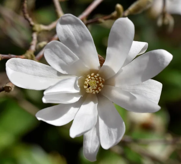 Beautiful Magnolia Flower Tree Nature — Stock Photo, Image