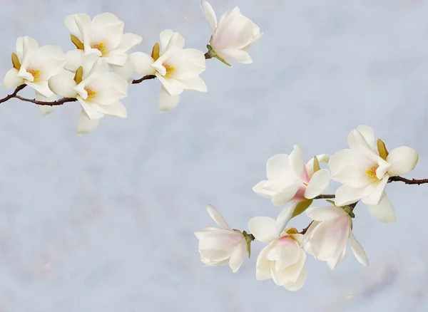 Flor Magnólia Isolada Sobre Fundo Papel — Fotografia de Stock