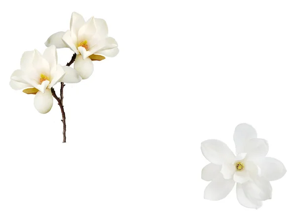 Flor Magnolia Aislada Sobre Fondo Blanco — Foto de Stock