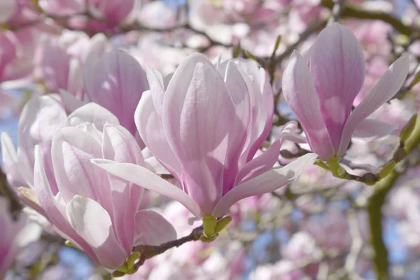 Gyönyörű Magnólia Virágfa Természetben Stock Kép