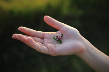 El deki çiçek yakın çekim