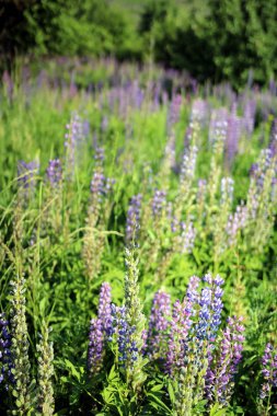 Yaz çayır çiçekler