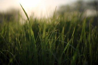 Bir çayır yakın çekim yeşil çim