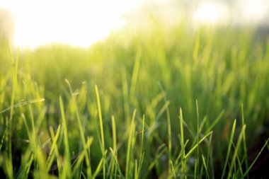 Bir çayır yakın çekim yeşil çim