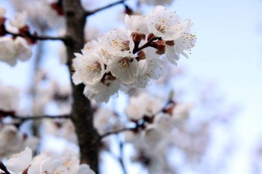 Güneşli bir bahar sabahı çiçek açan bahçe