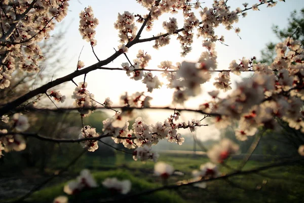 Jardim Florescente Uma Manhã Primavera Ensolarada — Fotografia de Stock