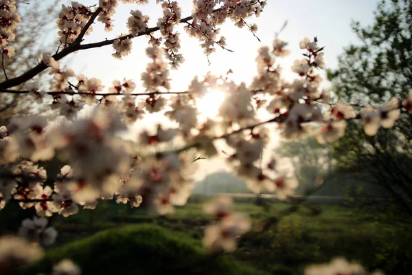 Blommande Trädgård Solig Vårmorgon — Stockfoto