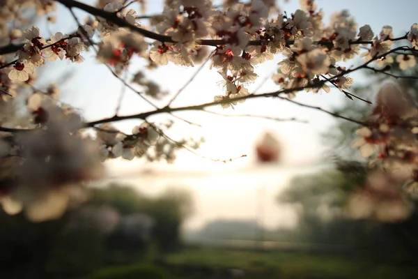 Floreciente Jardín Una Soleada Mañana Primavera — Foto de Stock