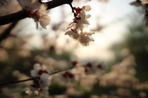 Floreciente Jardín Una Soleada Mañana Primavera — Foto de Stock