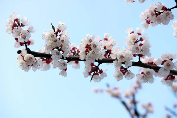 Giardino Fiorito Una Mattina Primavera Soleggiata — Foto Stock