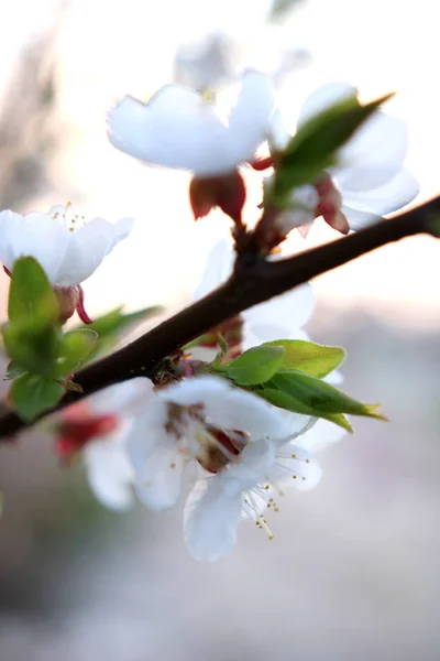 Virágzó Kert Egy Napsütéses Tavaszi Reggelen — Stock Fotó