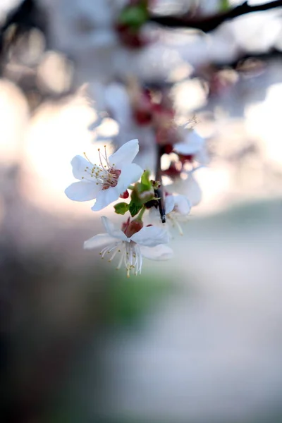 Jardin Fleuri Par Matin Ensoleillé Printemps — Photo