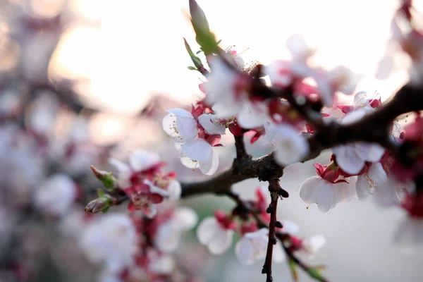 Цвітіння Саду Сонячний Весняний Ранок — стокове фото