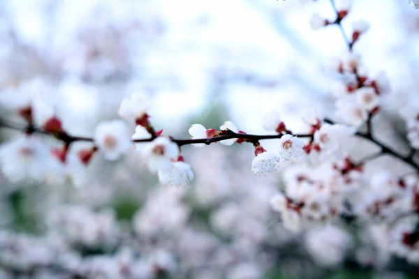 Bir Bahar Sabahı Çiçekaçan Bahçe — Stok fotoğraf