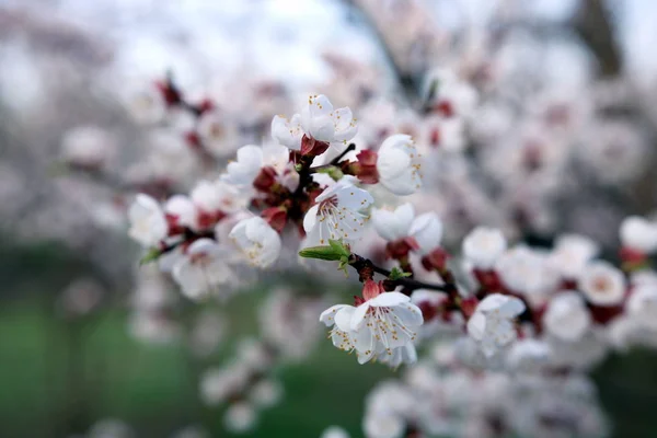 Jardim Florescente Uma Manhã Primavera Ensolarada — Fotografia de Stock