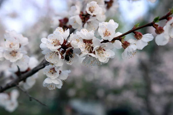 Jardim Florescente Uma Manhã Primavera Ensolarada — Fotografia de Stock