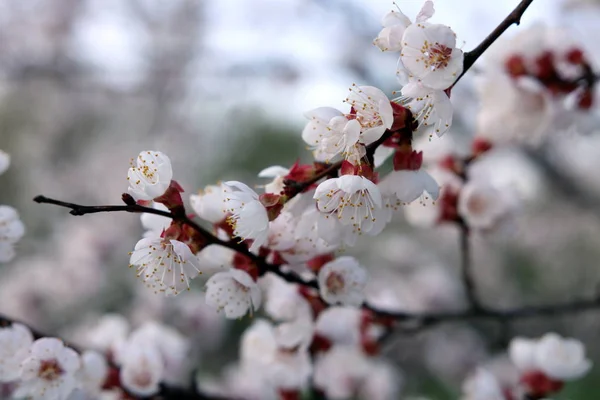 Jardin Fleuri Par Matin Ensoleillé Printemps — Photo