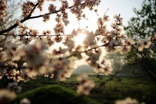 Цвітіння Саду Сонячний Весняний Ранок Стокове Фото