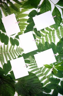 Yeşil yaprakların üzerinde yatan beyaz fotoğraf çerçeveleri