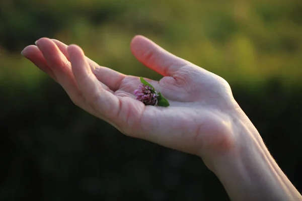 Kvinna Hand Håller Rosa Blomma — Stockfoto