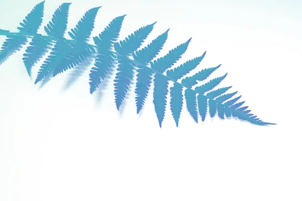 Blue leaf of fern on white background