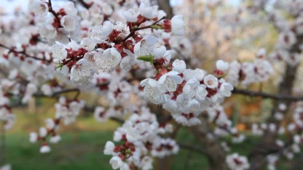 Cireșele Înfloresc Grădină — Videoclip de stoc
