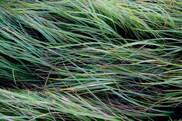 Gepflegte Reihen Von Grünem Gras — Stockfoto