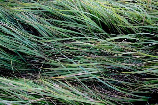 Linhas Puras Grama Verde — Fotografia de Stock